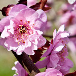 Sakura z kosmu rozkvetla v Japonsku o 6 let dříve